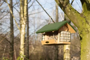 Jak stworzyć idealne miejsce karmienia dla ptaków w swoim ogrodzie?