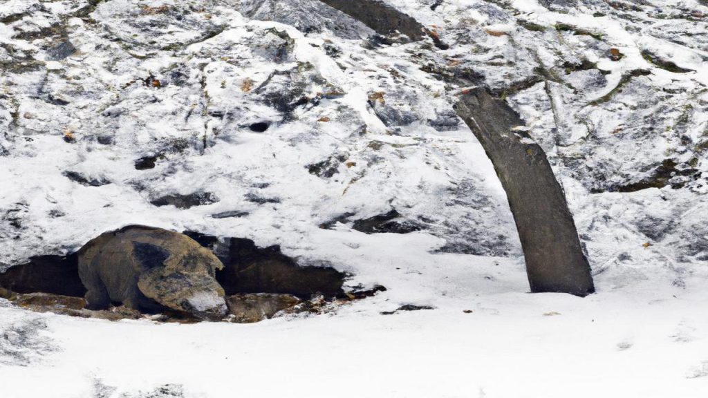 Czy dzik zapada w sen zimowy?