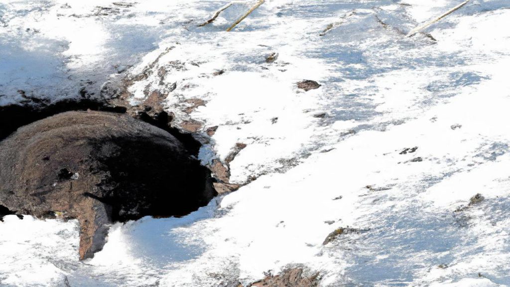 Czy kret zapada w sen zimowy?