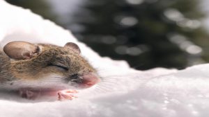 Czy mysz zapada w sen zimowy?
