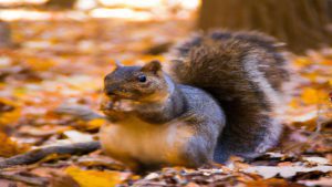 Czy wiewiórki zapadają w sen zimowy?