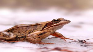 Czy żaba zapada w sen zimowy?